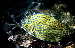 In shallow water outside a mangrove swamp in Cuba I find ... by Wiljo Jonsson 